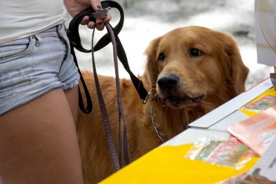 Dia de Cão-14
